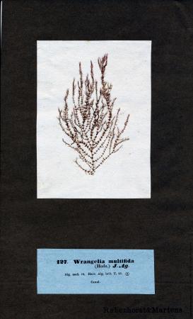Sphondylothamnion multifidum.jpg